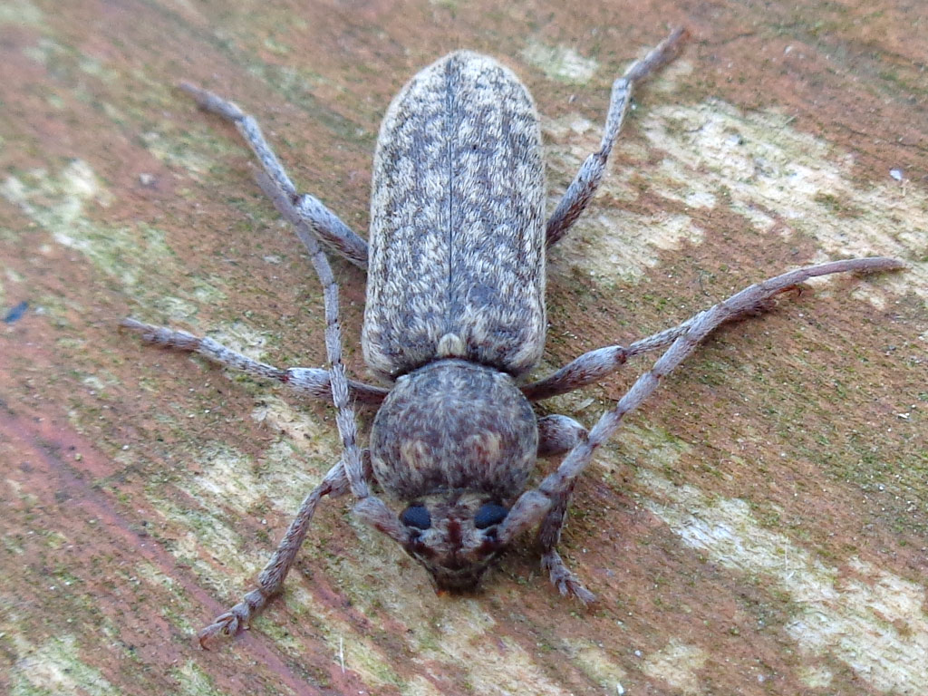 Cerambycidae: maschio di Trichoferus fasciculatus fasciculatus